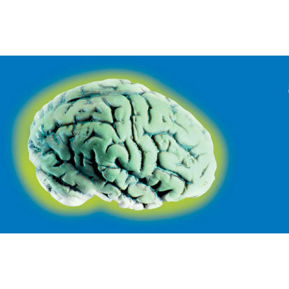 Glow in the Dark Brain.