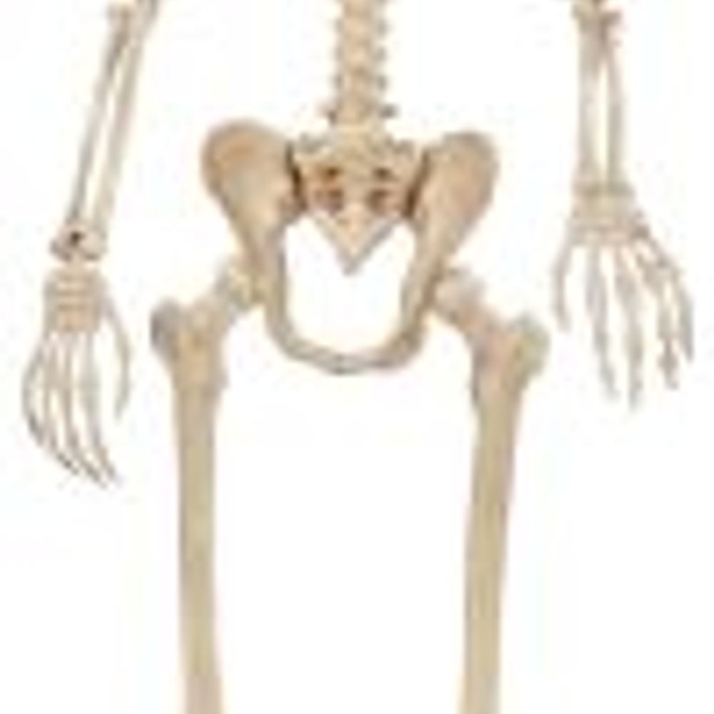 Seasons 74" Poseable Skeleton