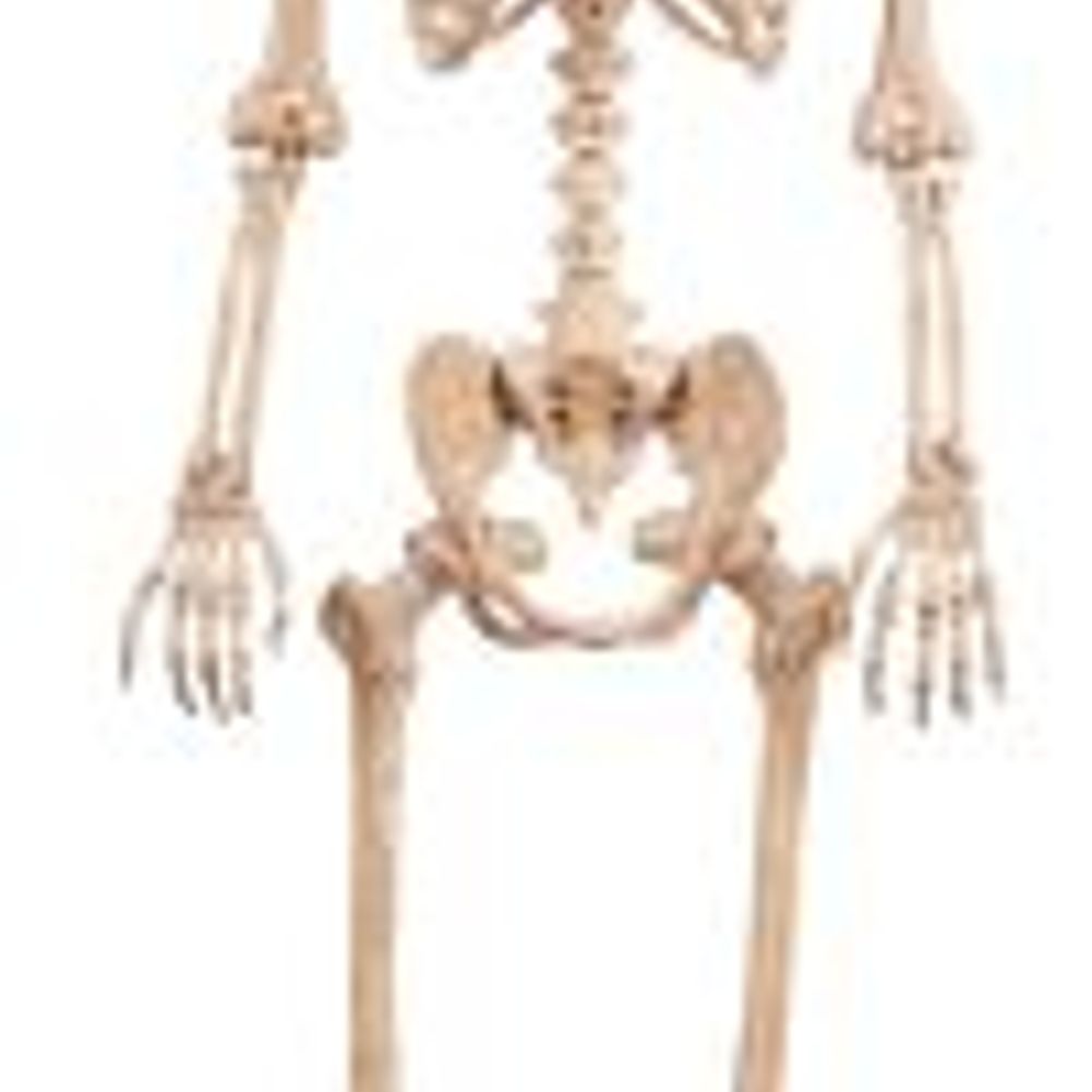 LIFE SIZE POSABLE SKELETON 5'