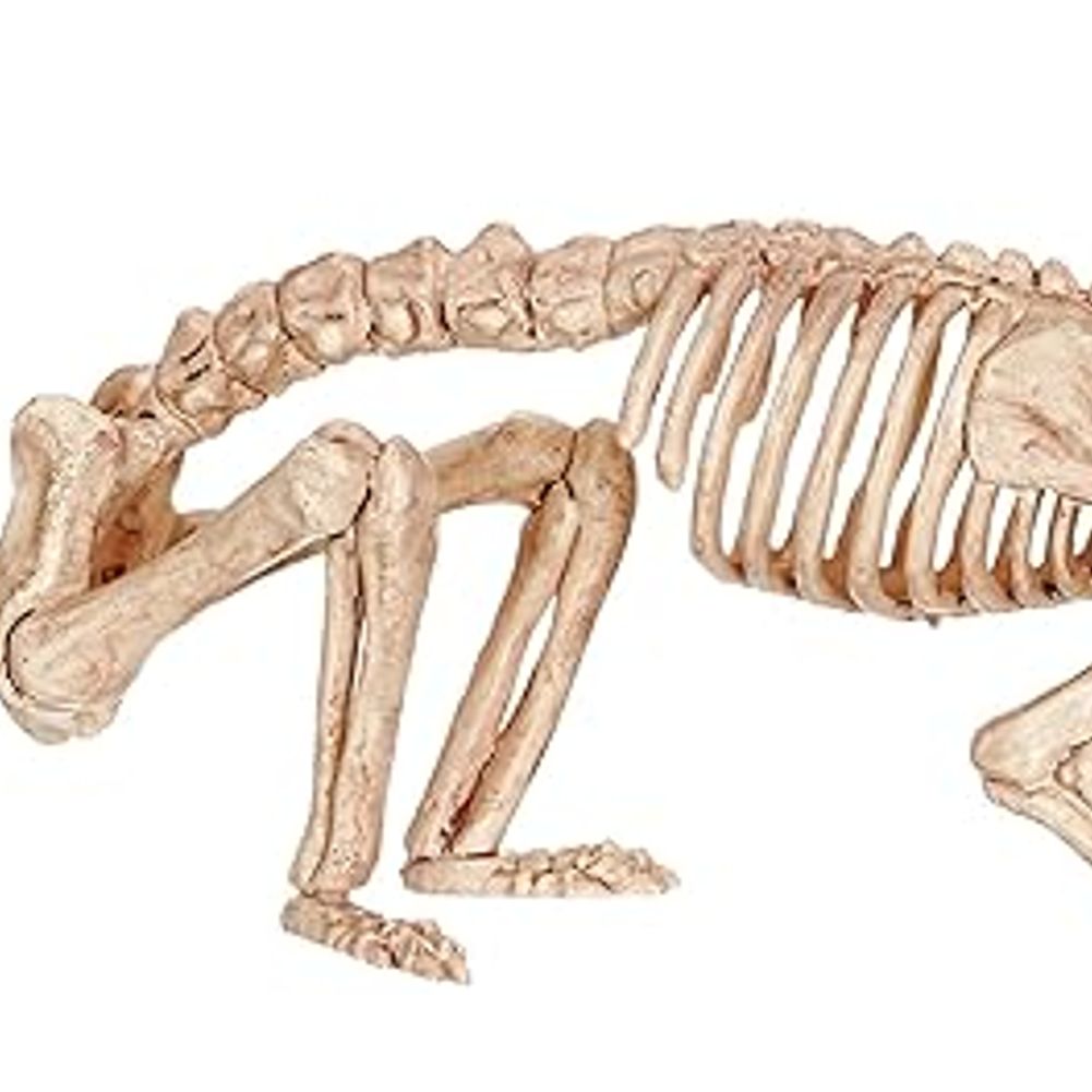 Skeleton - Rat Bonez
