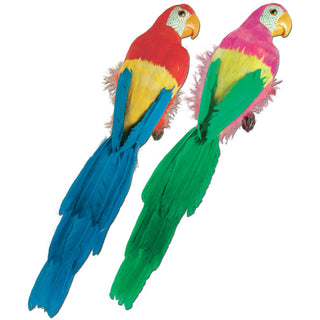 Feathered Parrot