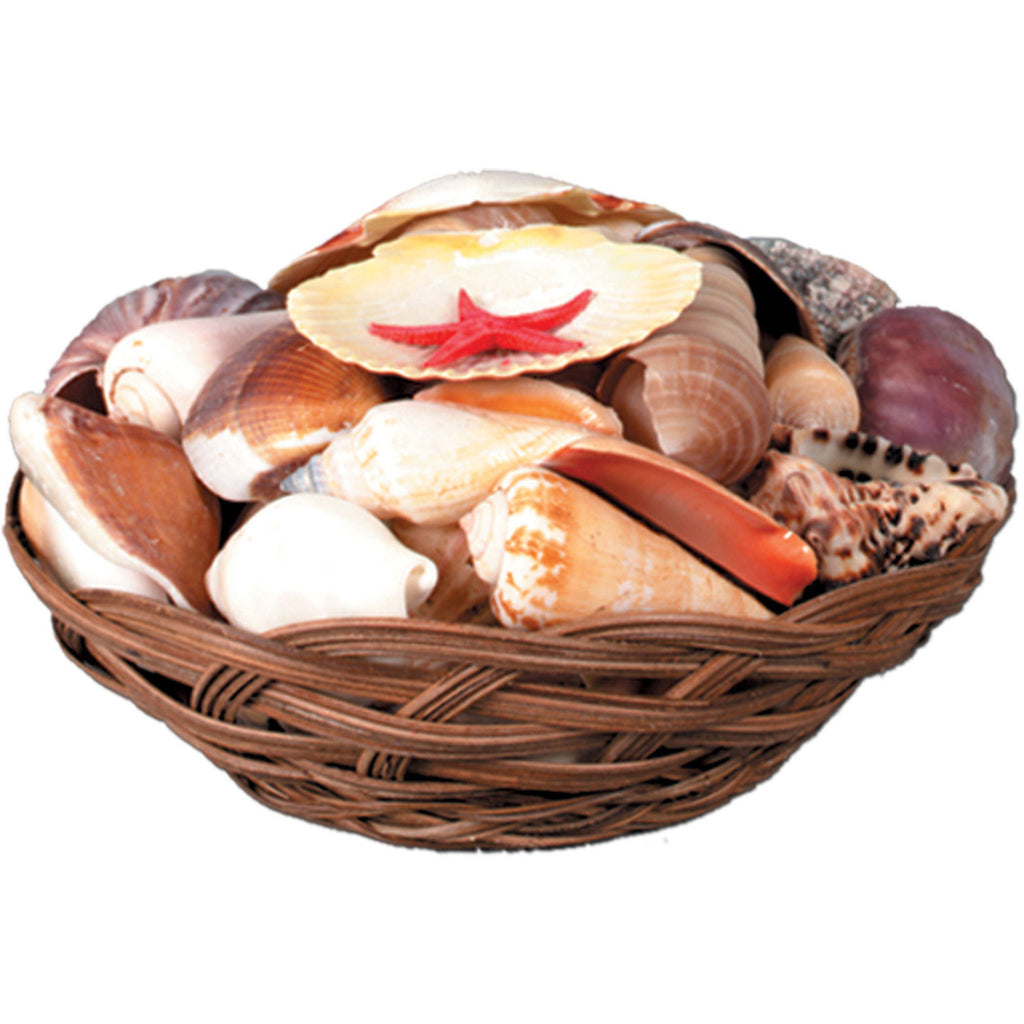 Shell Basket