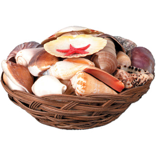 Shell Basket