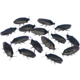 2'' Cockroaches Prank Decoration Pack (144ct)