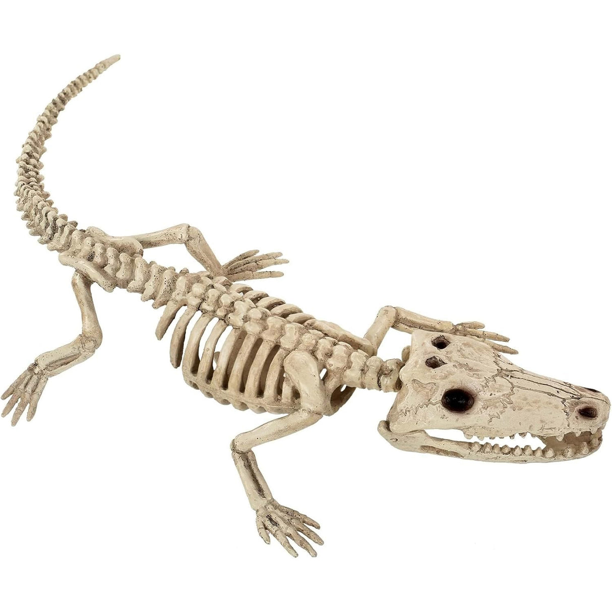 4" Baby Alligator Skeleton