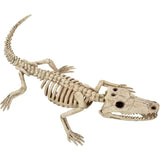 4" Baby Alligator Skeleton