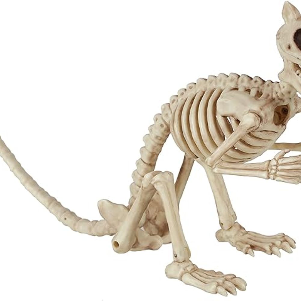 Skeleton Squirrel