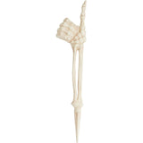 17 " Skeleton Thumbs Up Lawn Stake