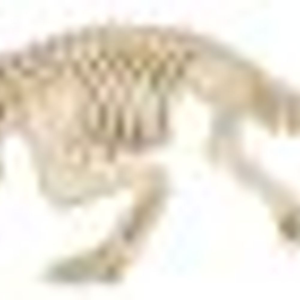 Seasons 31" Crocodile Skeleton