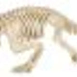 Seasons 31" Crocodile Skeleton