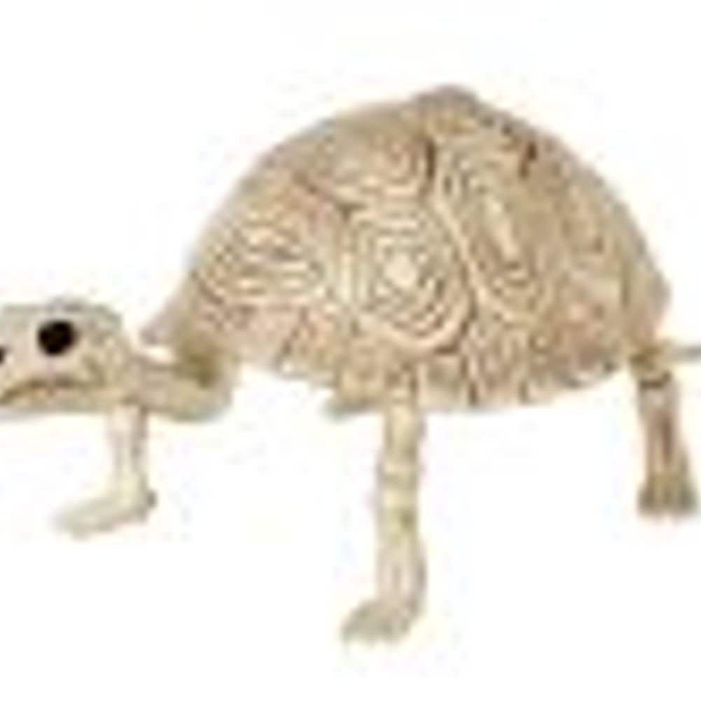 Turtle Skeleton 5.5"