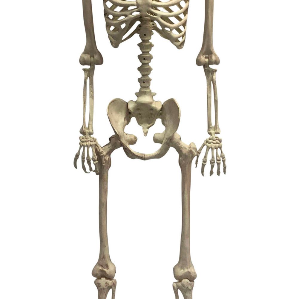 60" ANIMATED SKELETON MORPHING L/U EYES, TALKING. (Old# 83091)