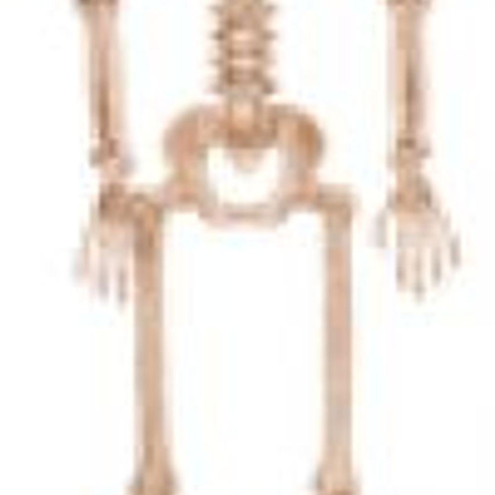 36" POSABLE SKELETON