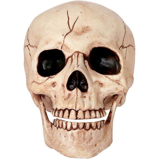 6" Skull w/Moveable Jaw