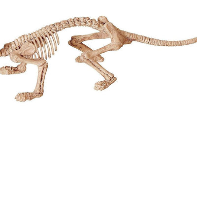 Mini Skeleton Rat