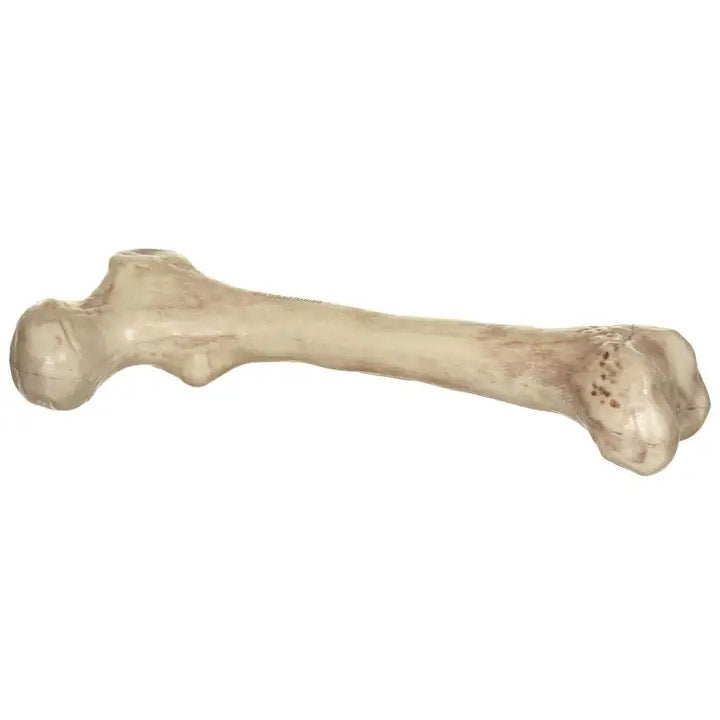 Skeleton Bone 9