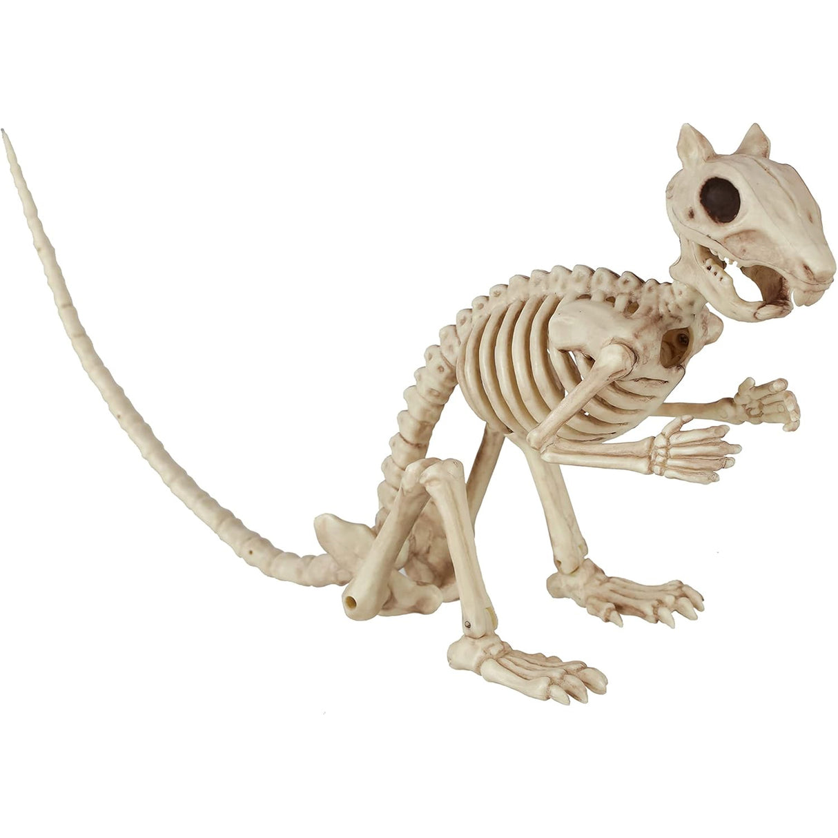 Skeleton Squirrel