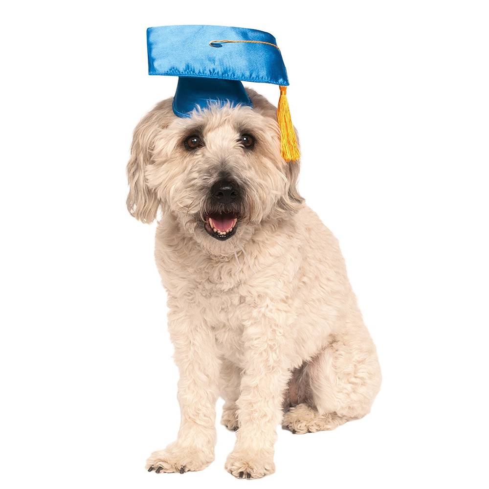 Dog Graduation Hat (1ct)