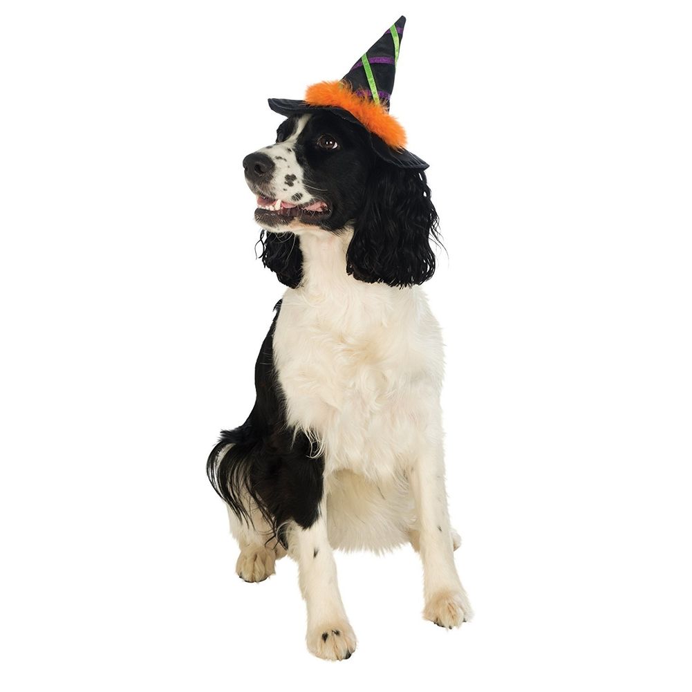 PET WITCH HAT W/TRIM