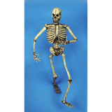 Skeleton- 6 Feet Tall (Bendable!)